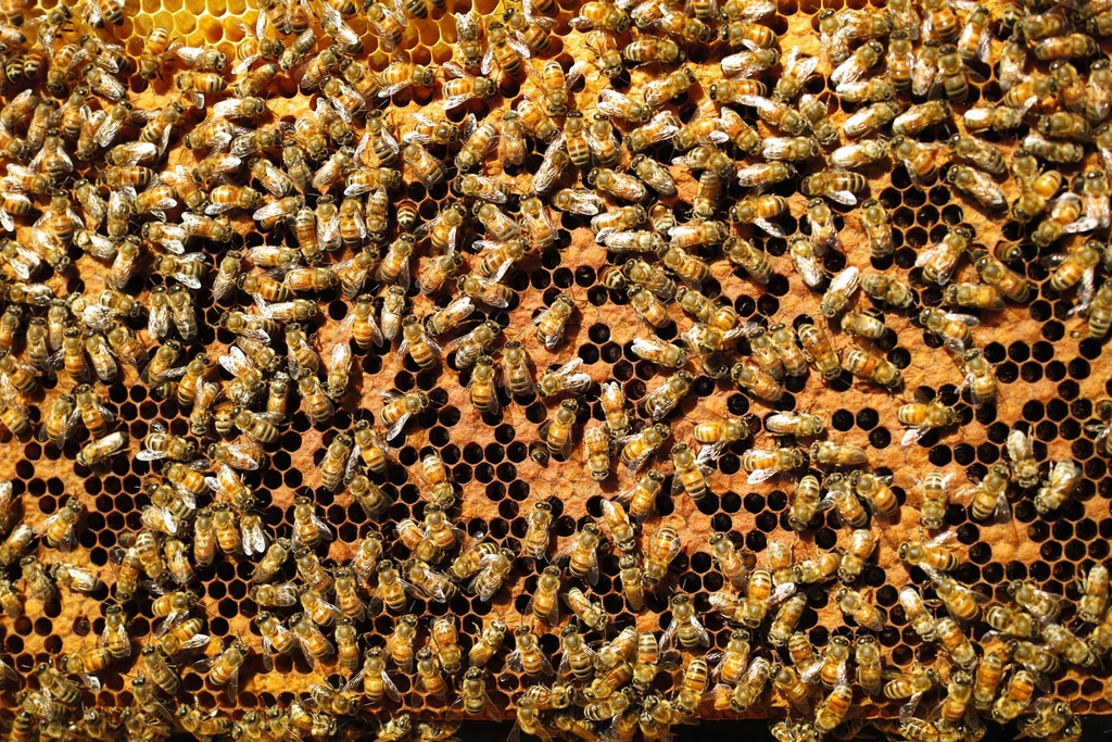 Free group bee beehive image